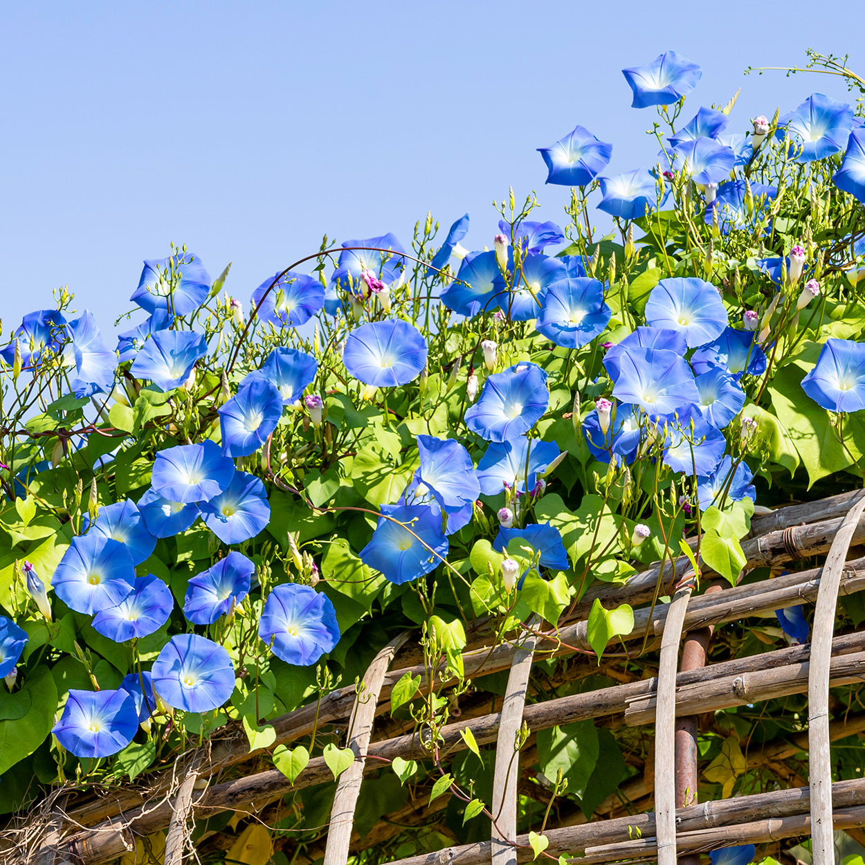 Morning Glory Growing on a Trellis