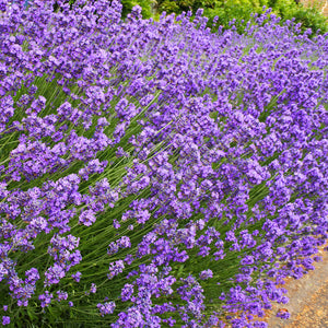 The Old Farmer's Almanac Heirloom Common English Lavender Seeds - Premium Non-GMO, Open Pollinated, Flower & Herb Seeds