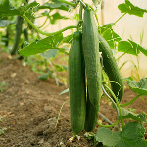 The Old Farmer's Almanac Heirloom Tendergreen Burpless Cucumber Seeds - Premium Non-GMO, Open Pollinated, Vegetable Seeds