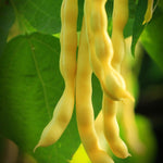 The Old Farmer's Almanac Heirloom Gold Rush Wax Bean Seeds - Premium Non-GMO, Open Pollinated, Vegetable Seeds