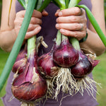 The Old Farmer's Almanac Heirloom Red Creole Onion Seeds - Premium Non-GMO, Open Pollinated, Vegetable Seeds