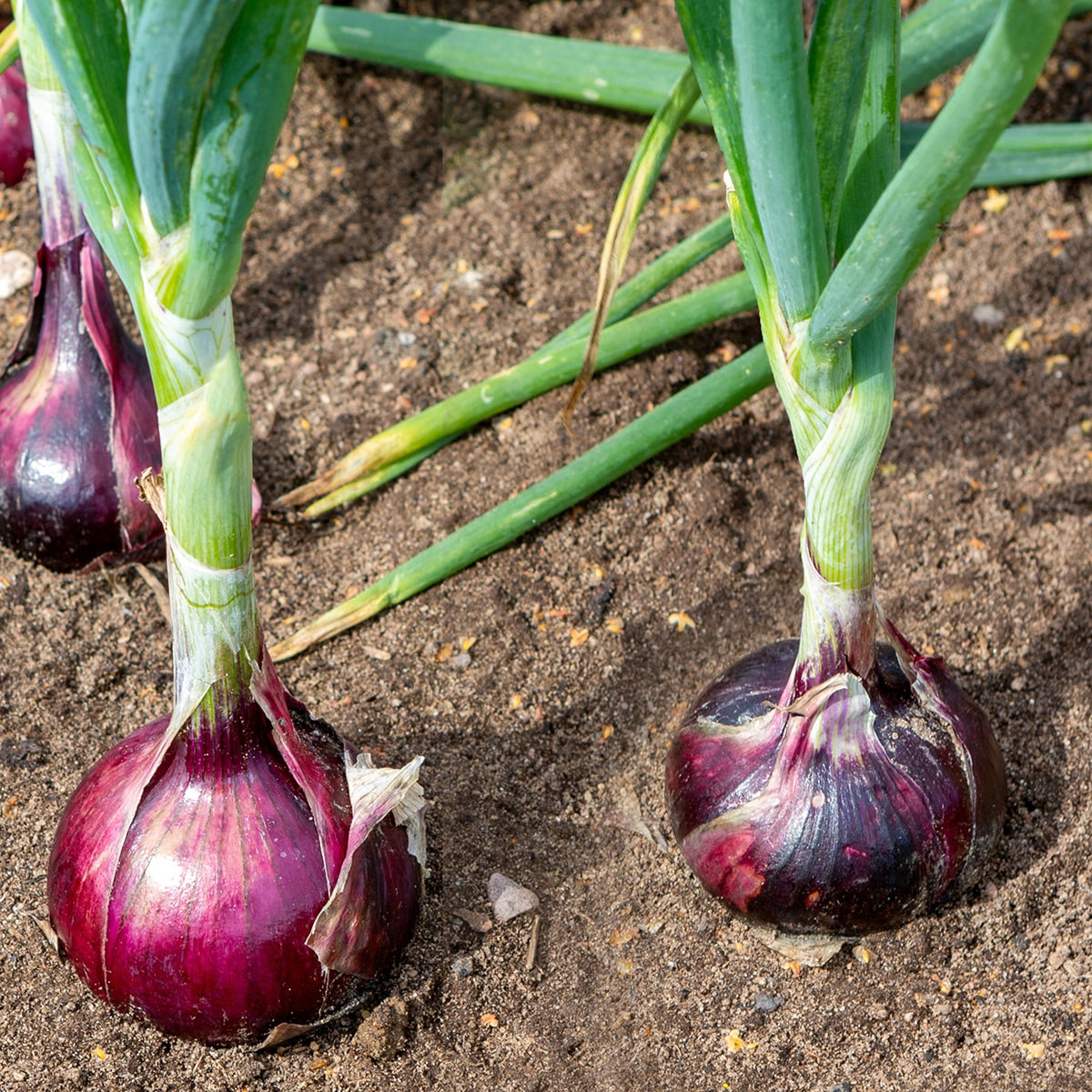 Red Creole Onions rowing in garden