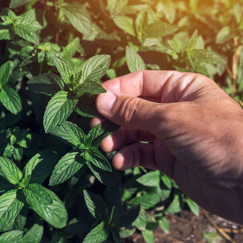 The Old Farmer's Almanac Heirloom Peppermint Seeds - Premium Non-GMO, Open Pollinated, Herb Seeds