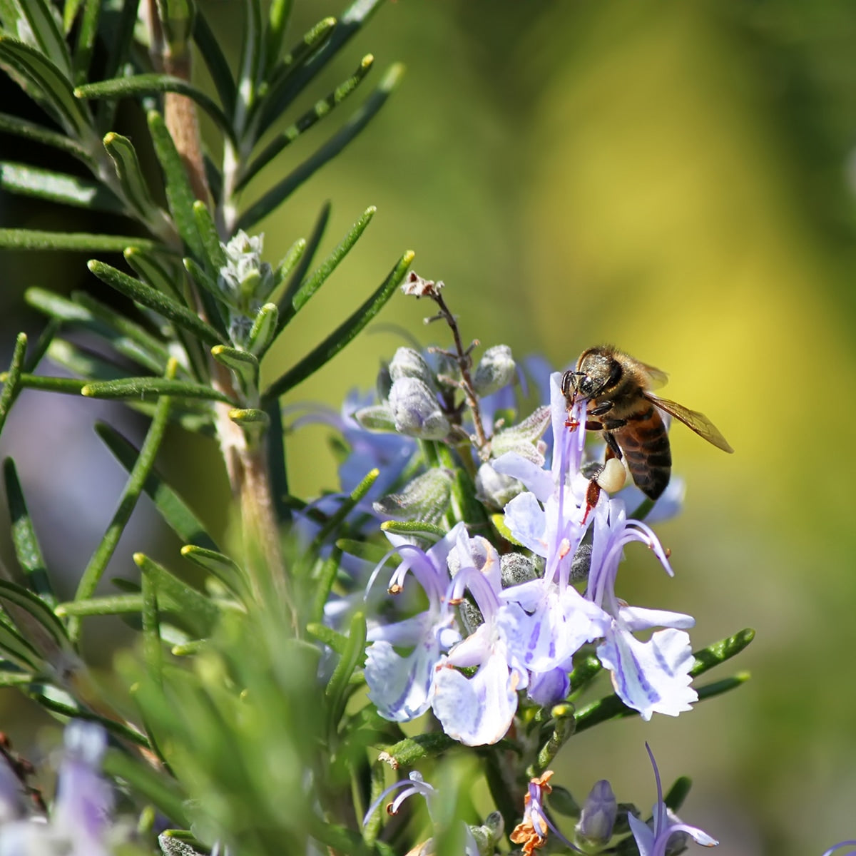 A Bee on rosemary plant 