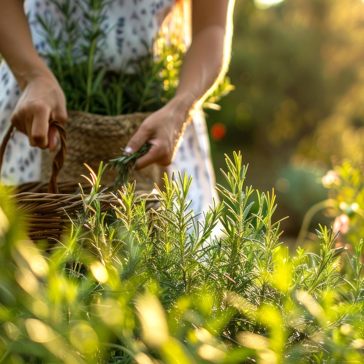 Rosemary Growing in garden 