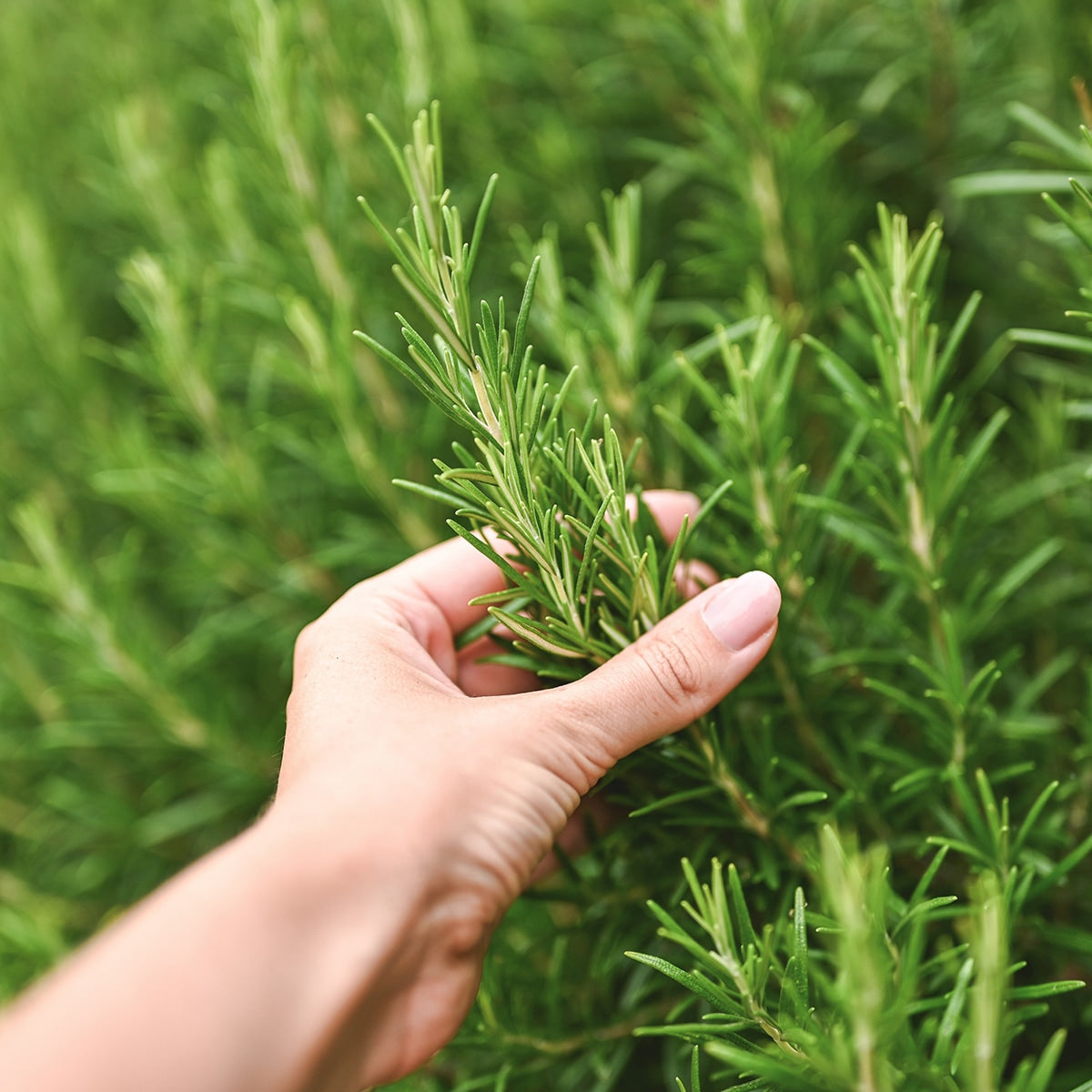 Harvesting Rosemary