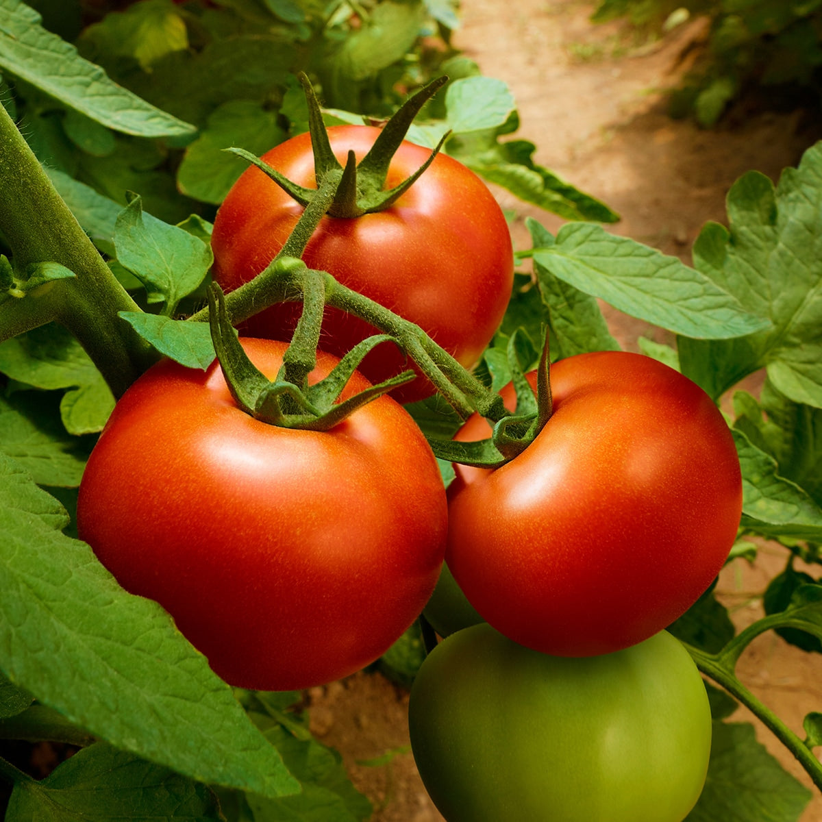Tomatoes Growing on the vine 