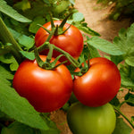 The Old Farmer's Almanac Heirloom Oregon Spring Tomato Seeds - Premium Non-GMO, Open Pollinated, Vegetable Seeds