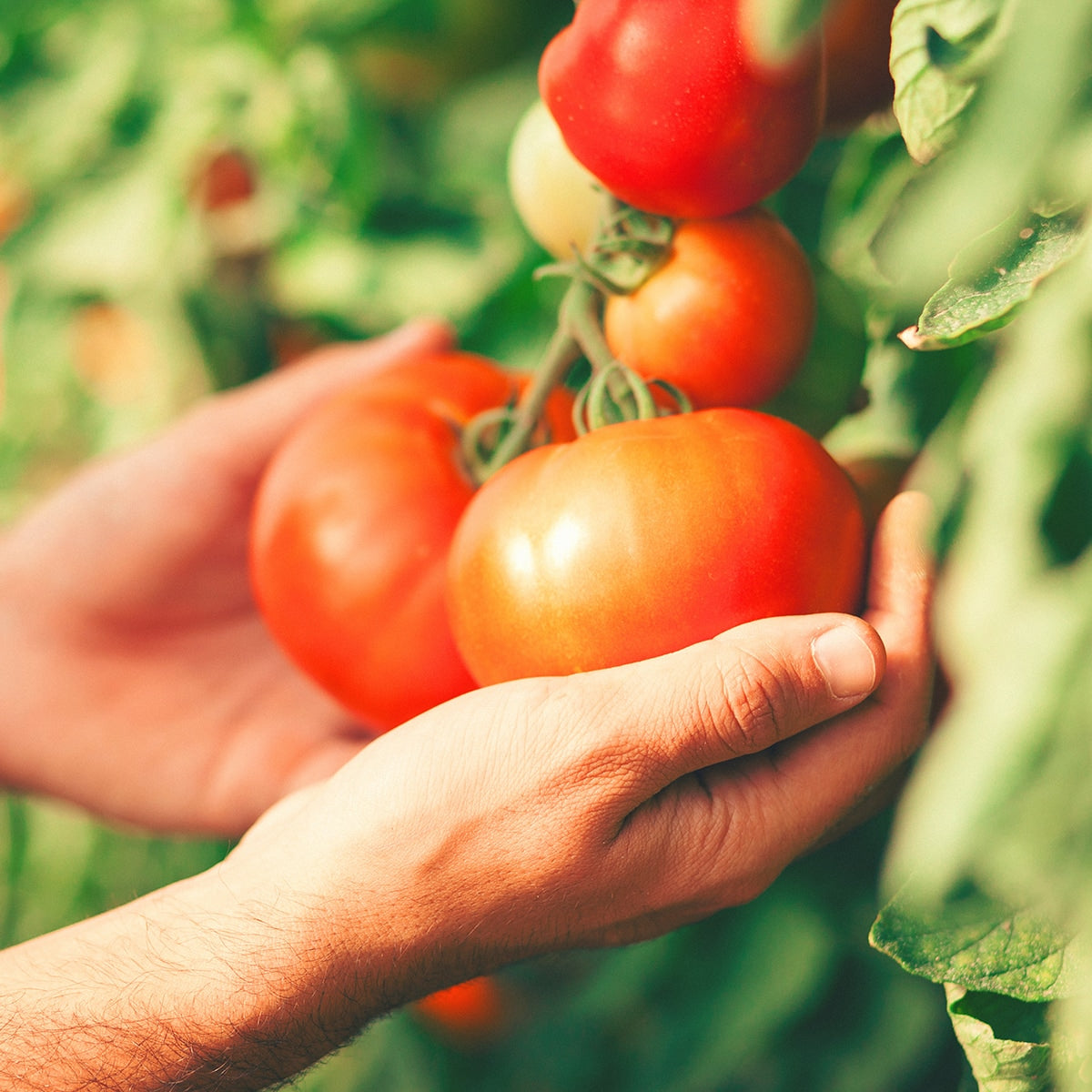 harvesting Tomatoes 