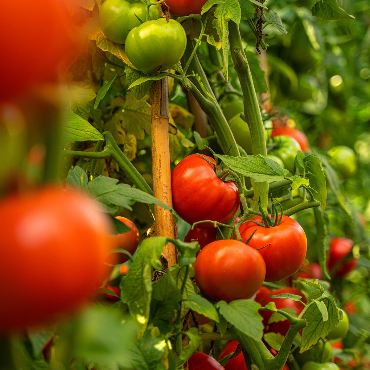 Tomatoes growing on the vine 