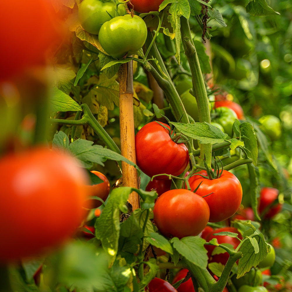 The Old Farmer's Almanac Heirloom Oregon Spring Tomato Seeds - Premium Non-GMO, Open Pollinated, Vegetable Seeds