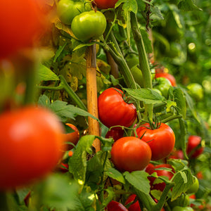 The Old Farmer's Almanac Heirloom Oregon Spring Tomato Seeds - Premium Non-GMO, Open Pollinated, Vegetable Seeds