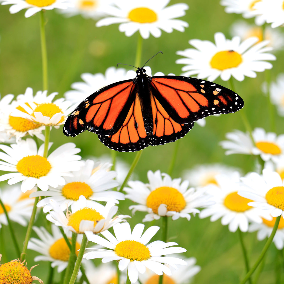 Butterfly on Daisies