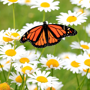 The Old Farmer's Almanac Shasta Alaska Daisy Seeds - Premium Non-GMO, Open Pollinated, Flower Seeds