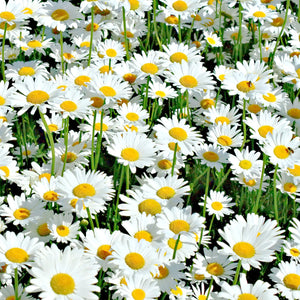 The Old Farmer's Almanac Shasta Alaska Daisy Seeds - Premium Non-GMO, Open Pollinated, Flower Seeds