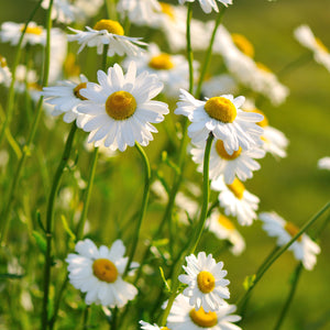 The Old Farmer's Almanac Shasta Alaska Daisy Seeds - Premium Non-GMO, Open Pollinated, Flower Seeds