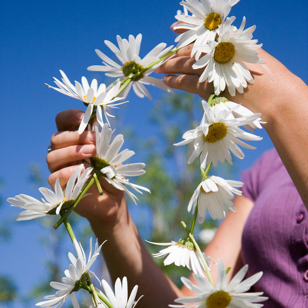 The Old Farmer's Almanac Shasta Alaska Daisy Seeds - Premium Non-GMO, Open Pollinated, Flower Seeds