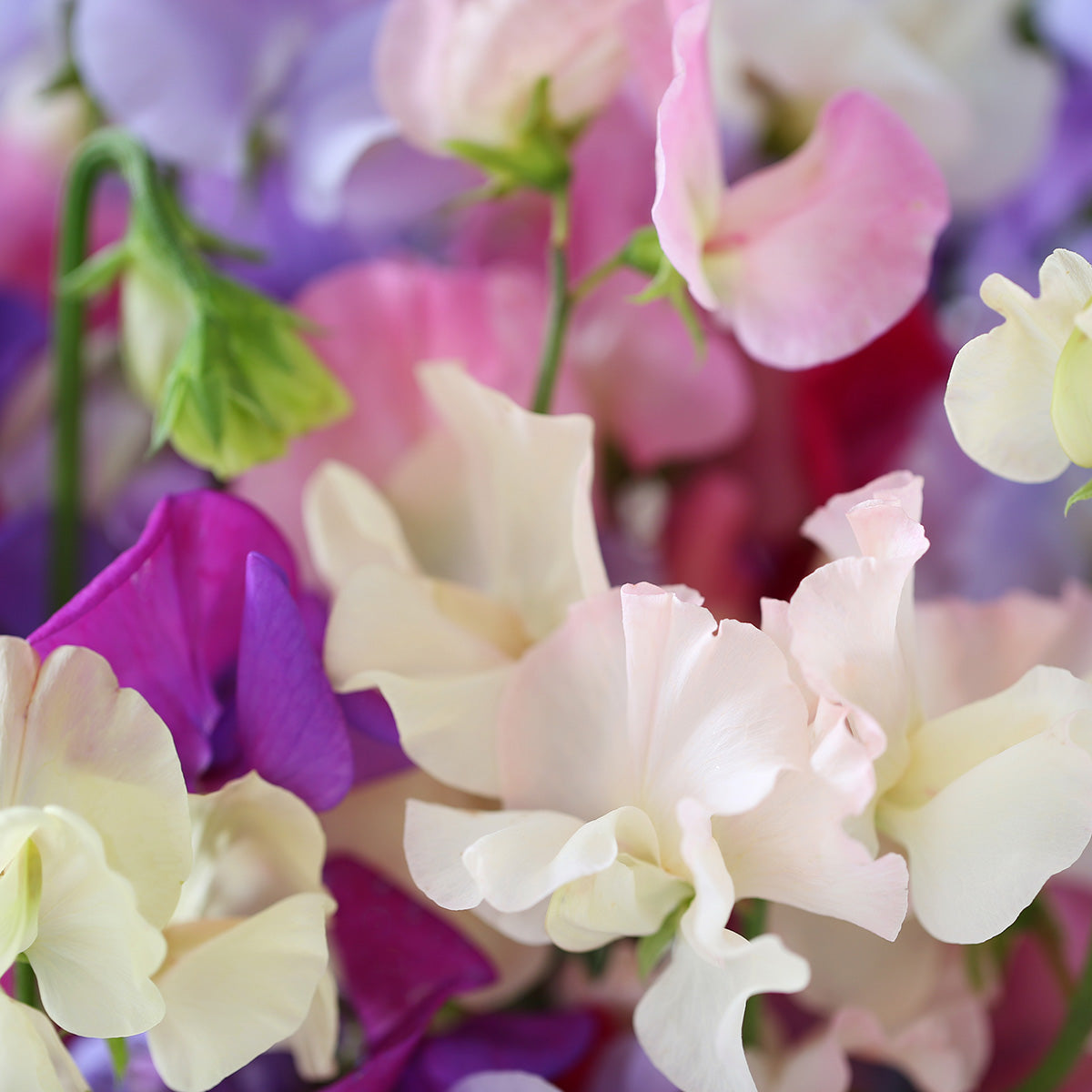 Sweet Peas Close Up 