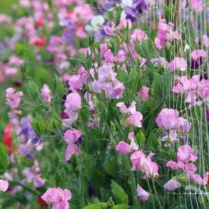 The Old Farmer's Almanac Knee High Mix Sweet Pea Seeds - Premium Non-GMO, Open Pollinated, USA Origin, Flower Seeds