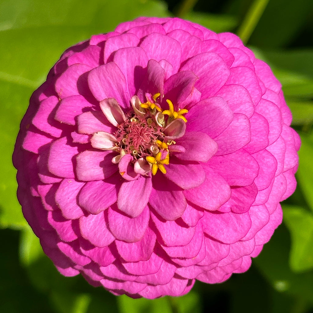 The Old Farmer's Almanac Dahlia Mix Zinnia Seeds