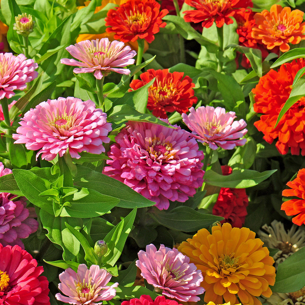 The Old Farmer's Almanac Dahlia Mix Zinnia Seeds - Premium Non-GMO, Open Pollinated, USA Origin, Flower Seeds