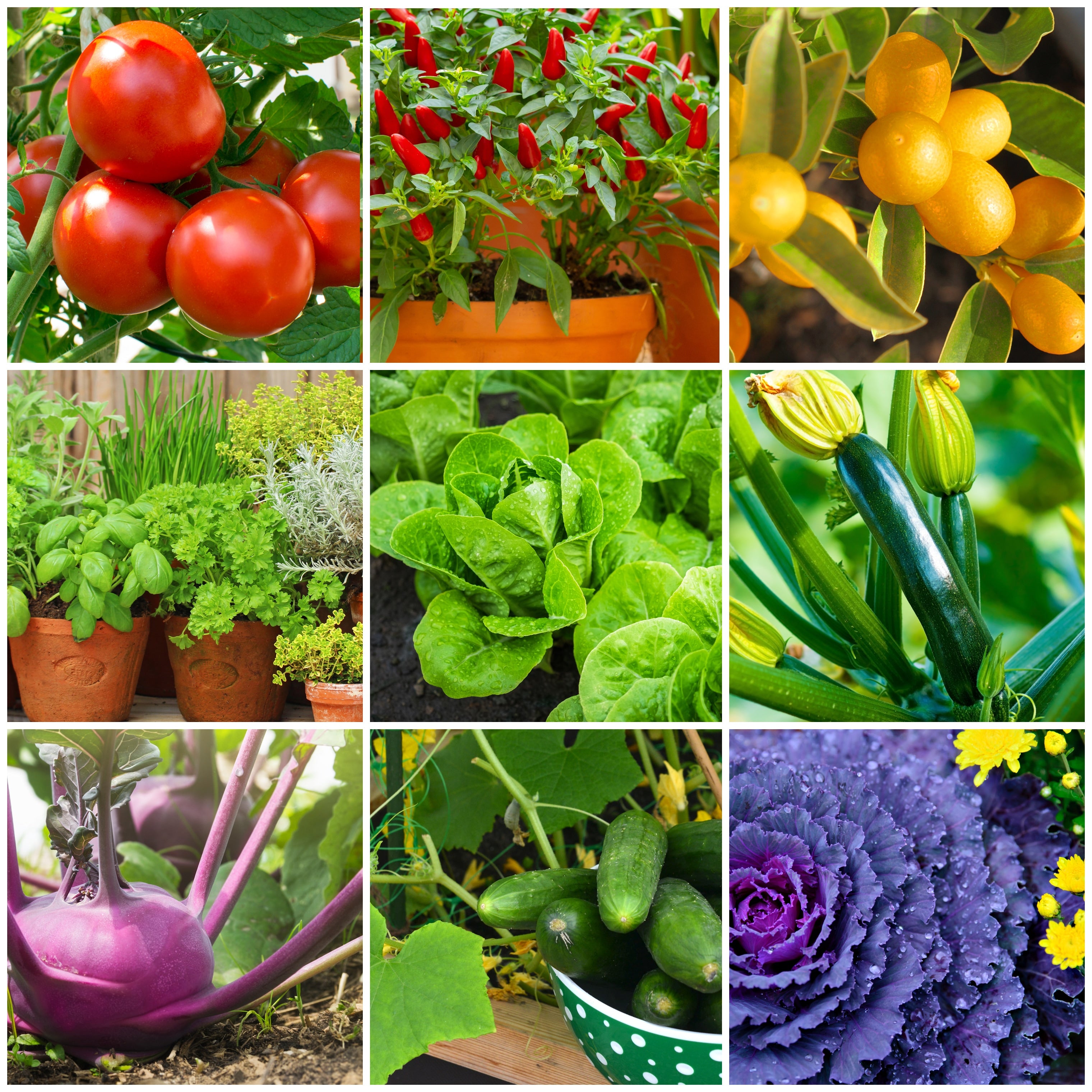 Multiple Colorful Pictures of Vegetables Growing 