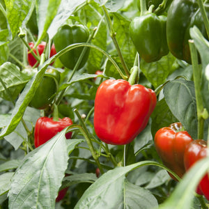 Purely Organic California Wonder Sweet Pepper Seeds - USDA Organic, Non-GMO, Open Pollinated, Heirloom, USA Origin, Vegetable Seeds