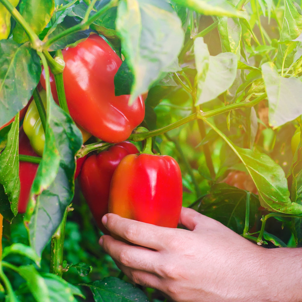 Hand Picking Peppers 