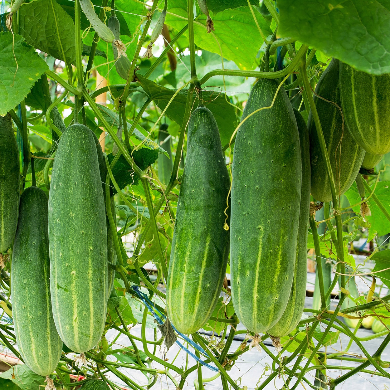 Cucumbers growing 