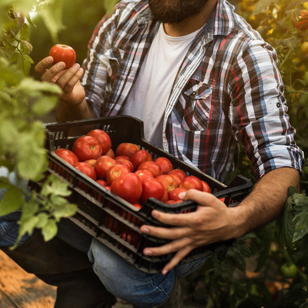 Triple Play Tomato & Vegetable Plant Food 8-8-8