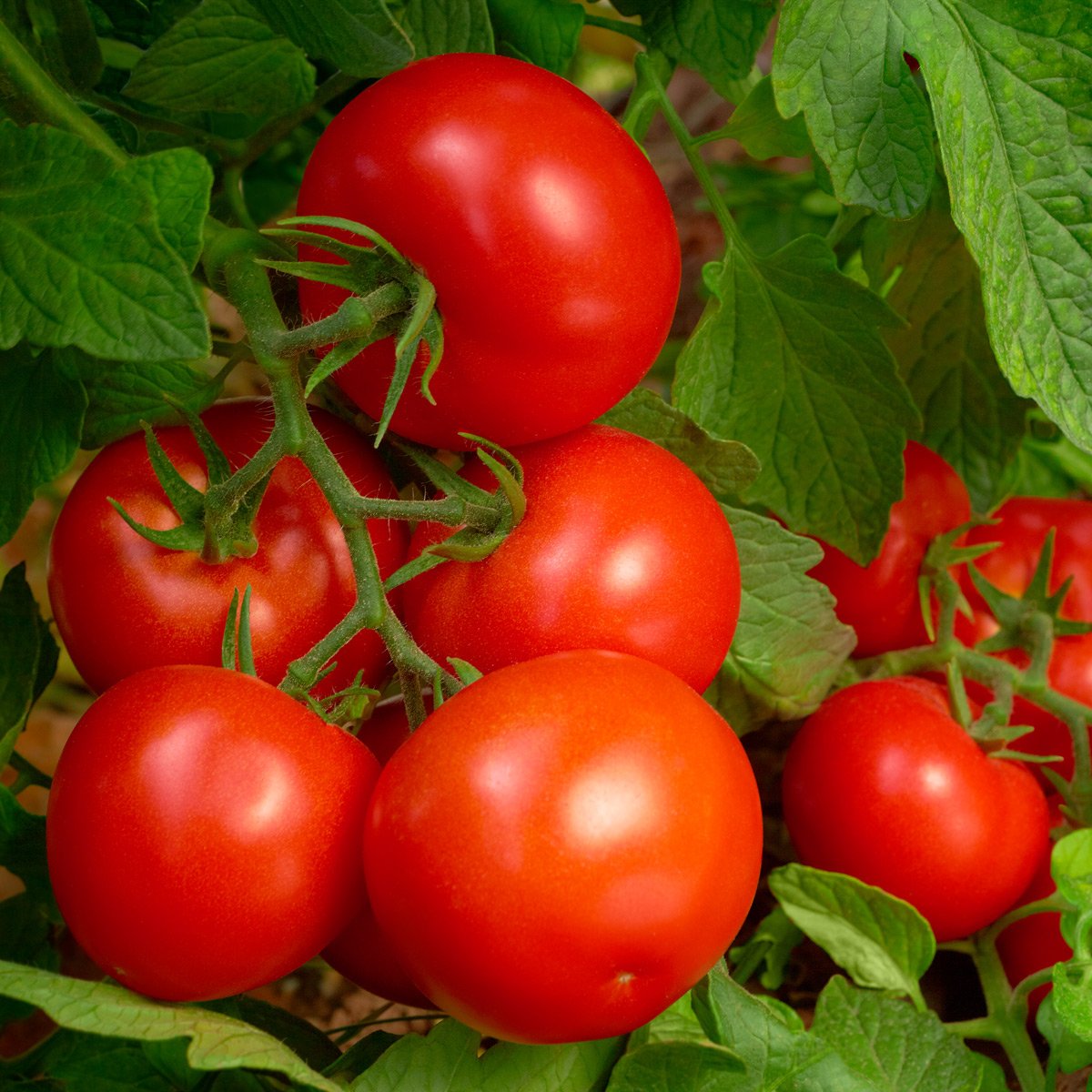 Tomatoes growing on a vine 
