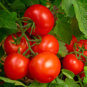 Triple Play Tomato & Vegetable Plant Food 8-8-8