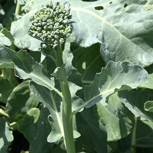 Purely Organic Spring Rapini Broccoli Raab Seeds - USDA Organic, Non-GMO, Open Pollinated, Heirloom, USA Origin, Vegetable Seeds