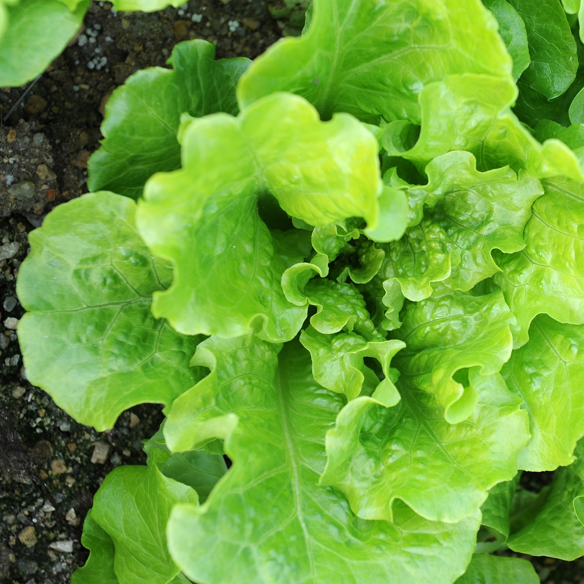 Lettuce Growing in the garden