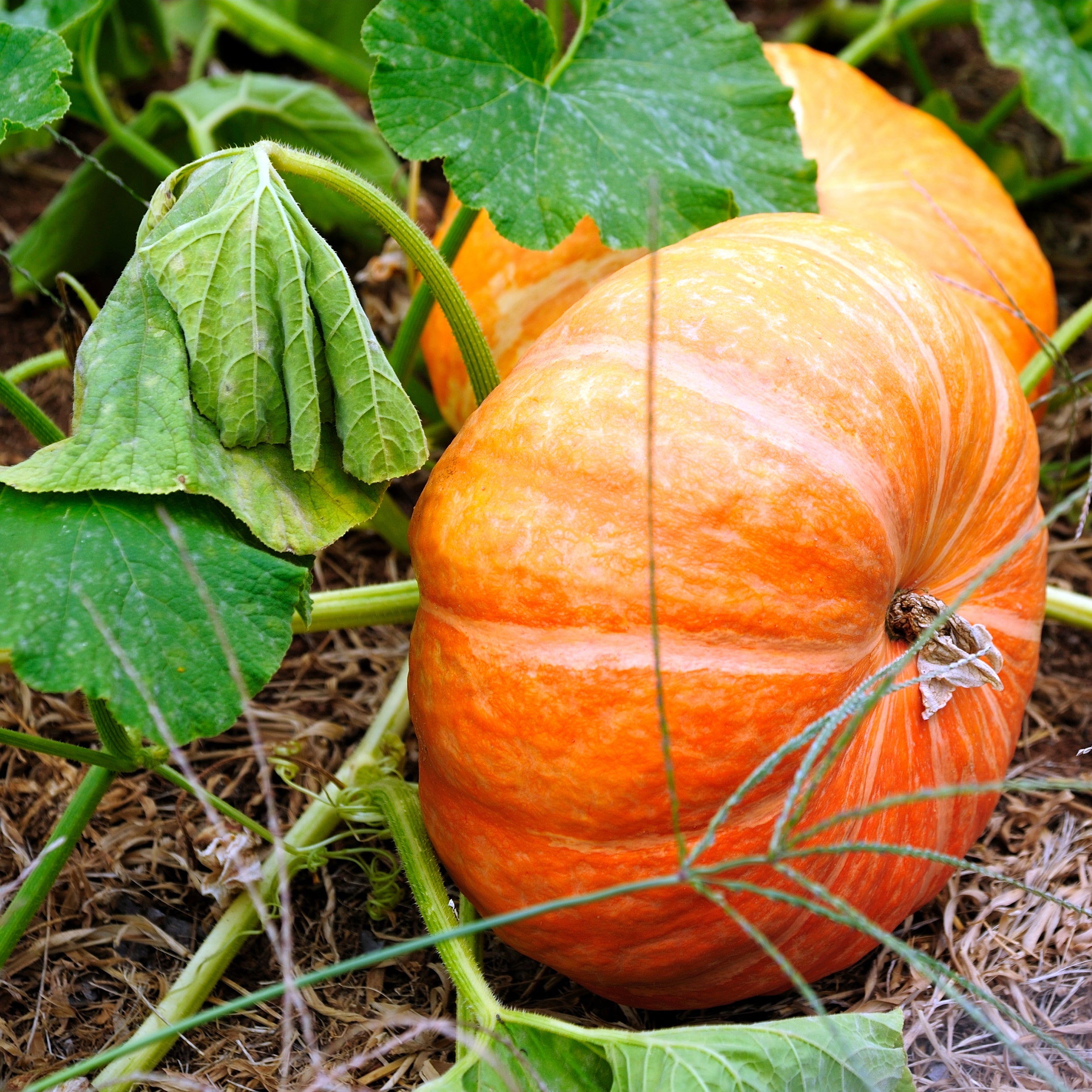 Cinderella Pumpkin Growing 