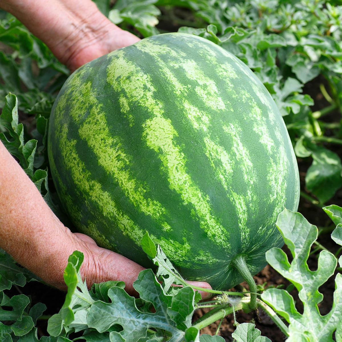 Hands lifting watermelon out of garden 