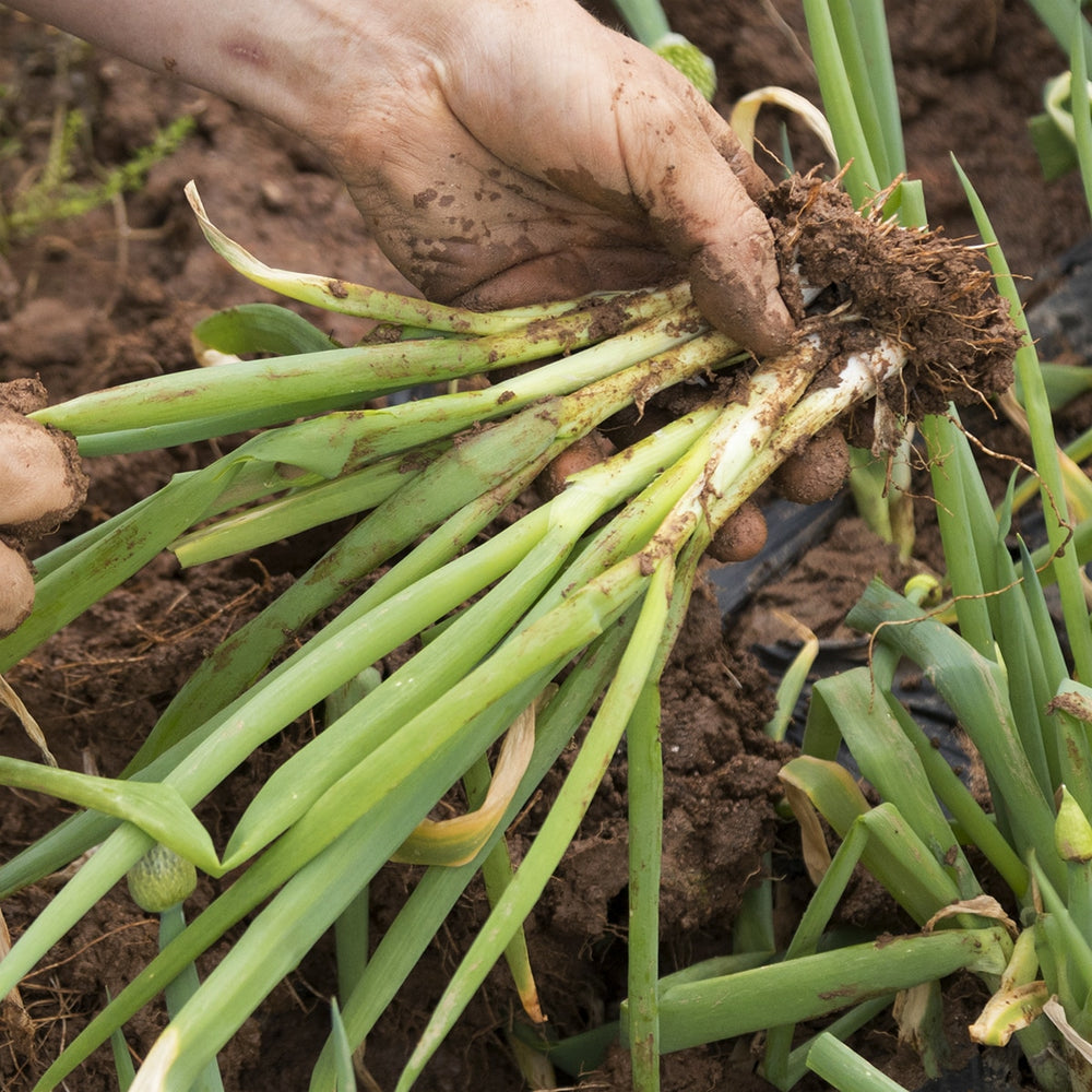 Purely Organic Bunching Evergreen Onion Seeds - USDA Organic, Non-GMO, Open Pollinated, Heirloom, USA Origin, Vegetable Seeds