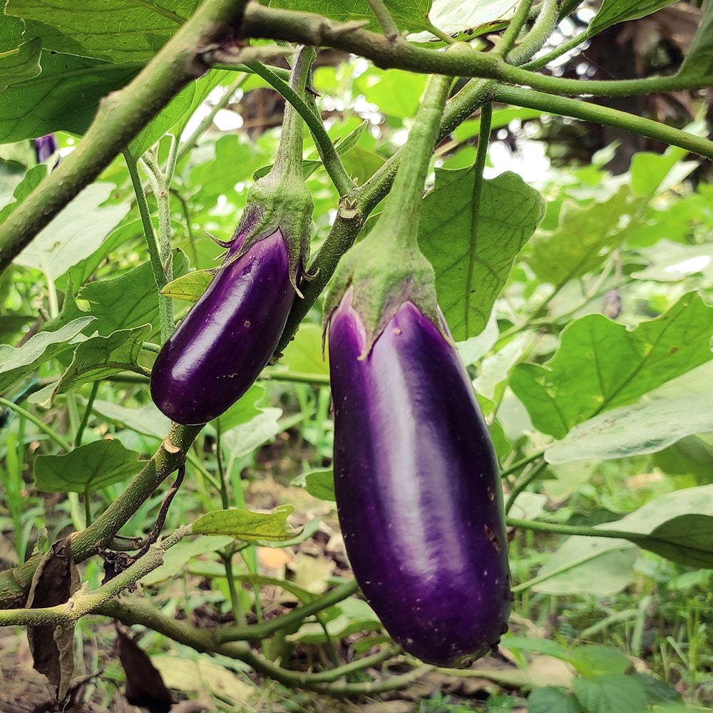 Purely Organic Long Purple Eggplant Seeds - USDA Organic, Non-GMO, Open Pollinated, Heirloom, USA Origin, Vegetable Seeds