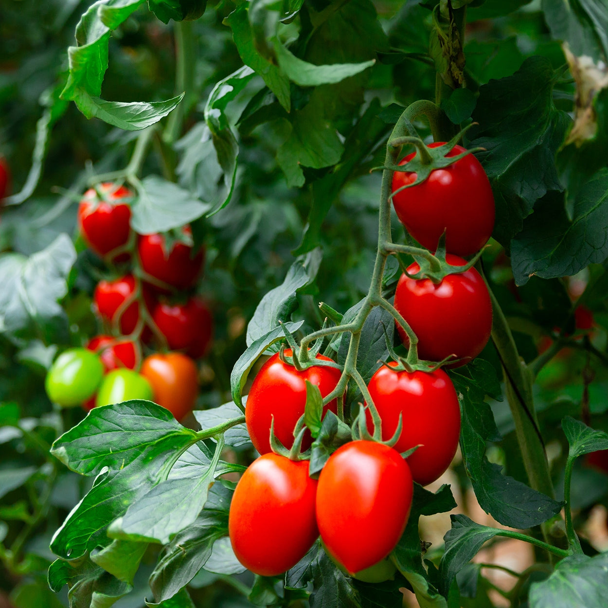 Tomatoes Growing on a vine 