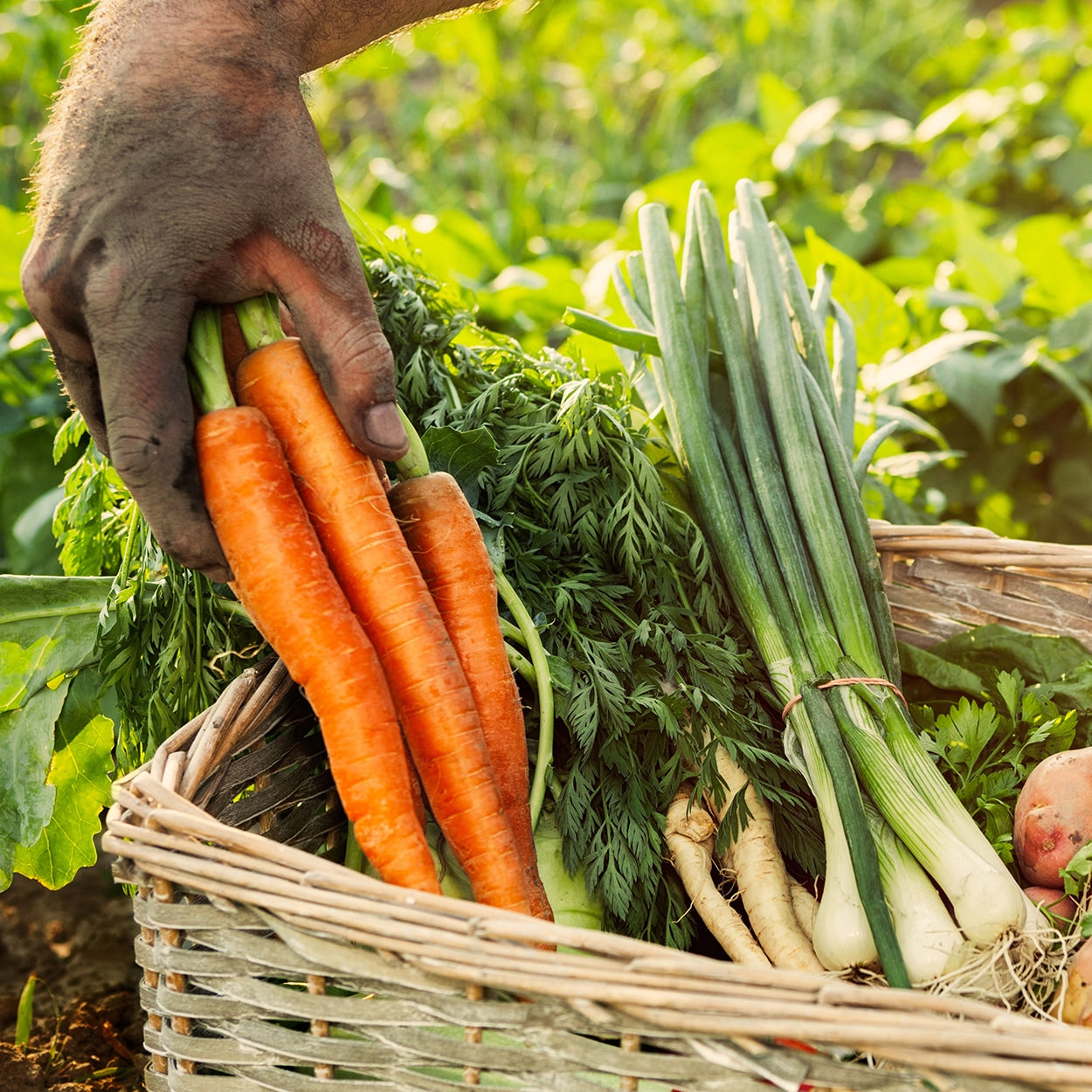 Dirty hand holding picked carrots 