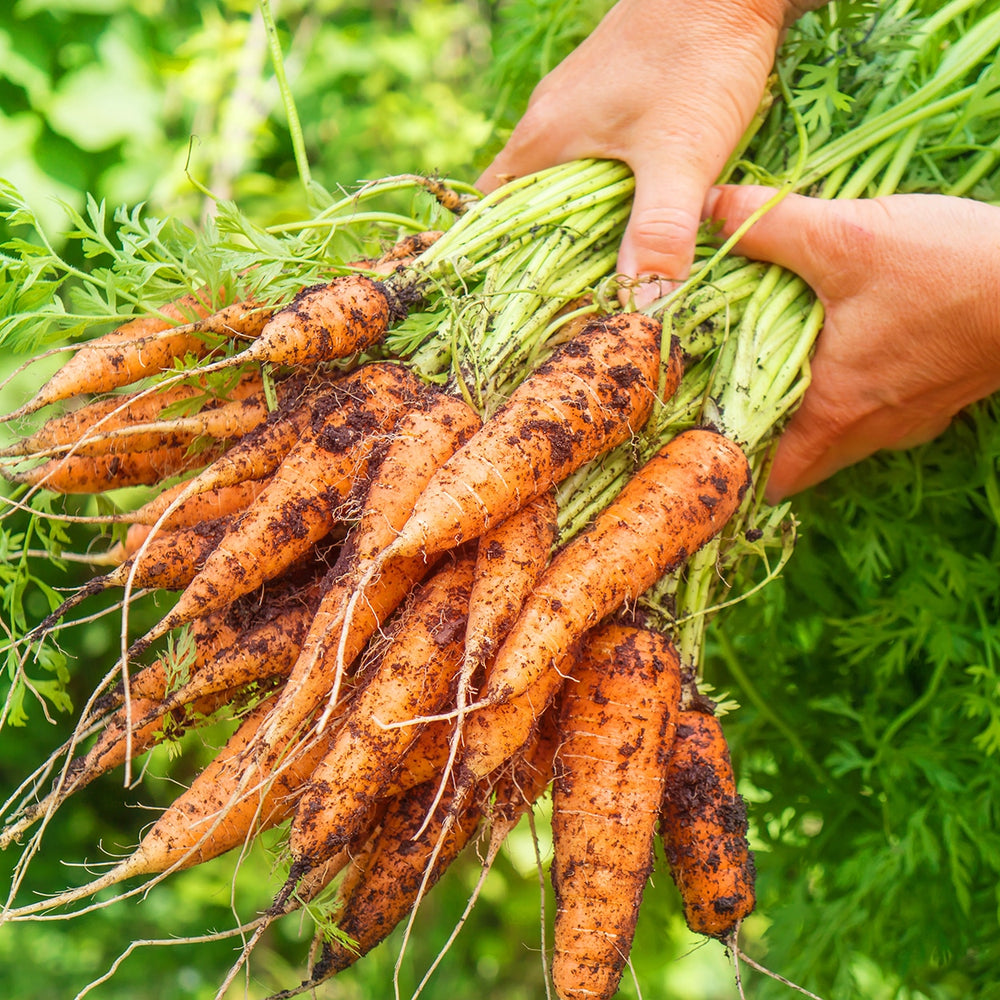 Purely Organic Scarlet Nantes Carrot Seeds - USDA Organic, Non-GMO, Open Pollinated, Heirloom, USA Origin, Vegetable Seeds