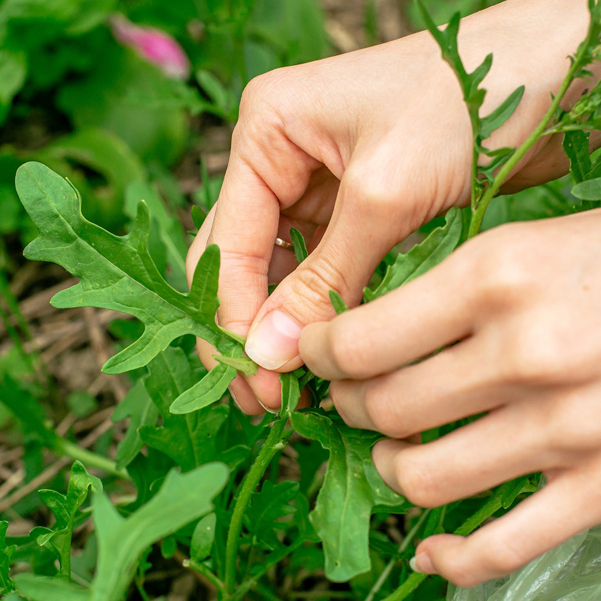 Hands picking arugula 