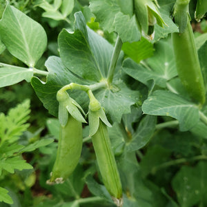 Purely Organic Sugar Daddy Snap Pea Seeds - USDA Organic, Non-GMO, Open Pollinated, Heirloom, USA Origin, Vegetable Seeds