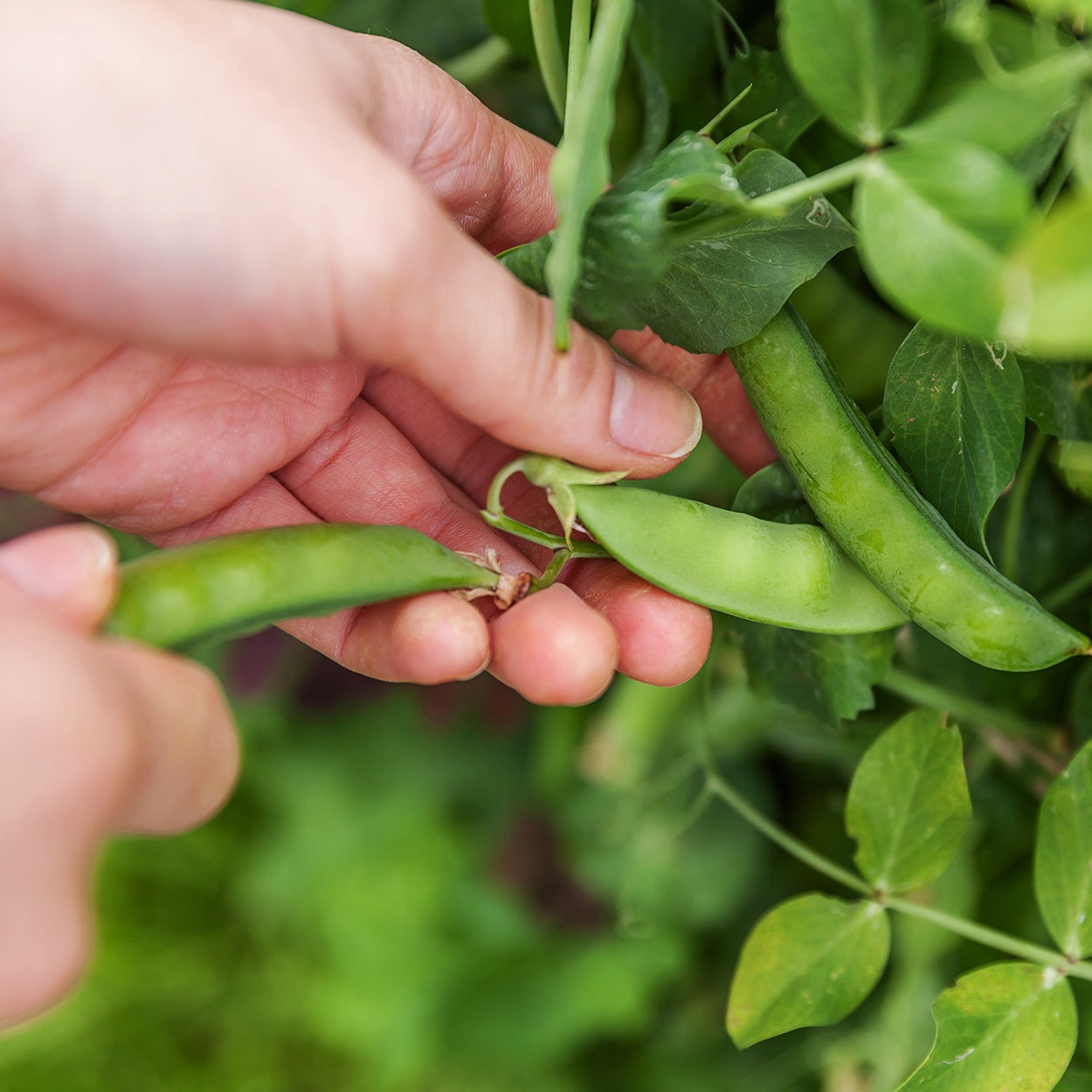 Hands Picking Snap Peas 