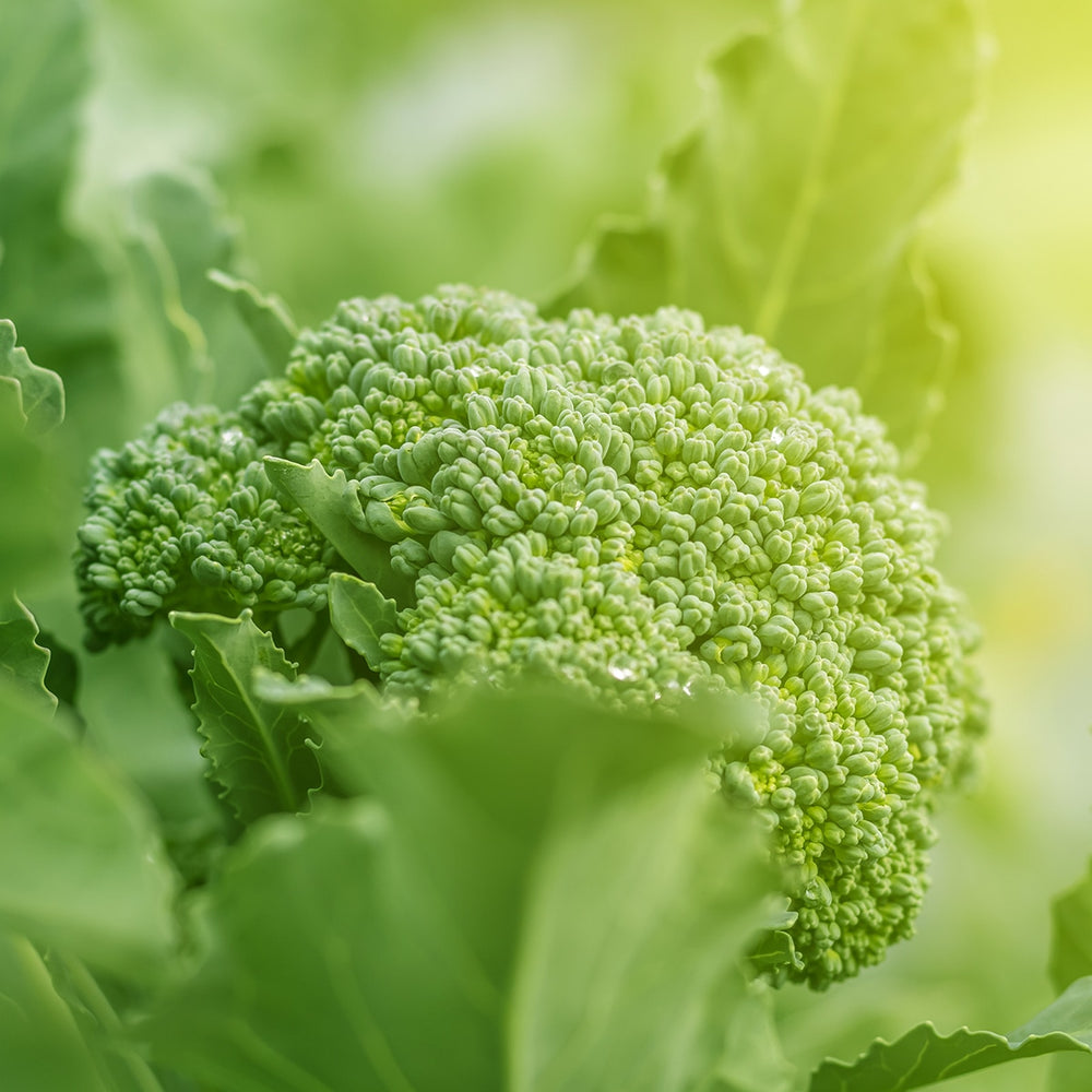 Purely Organic Waltham 29 Broccoli Seeds - USDA Organic, Non-GMO, Open Pollinated, Heirloom, USA Origin, Vegetable Seeds