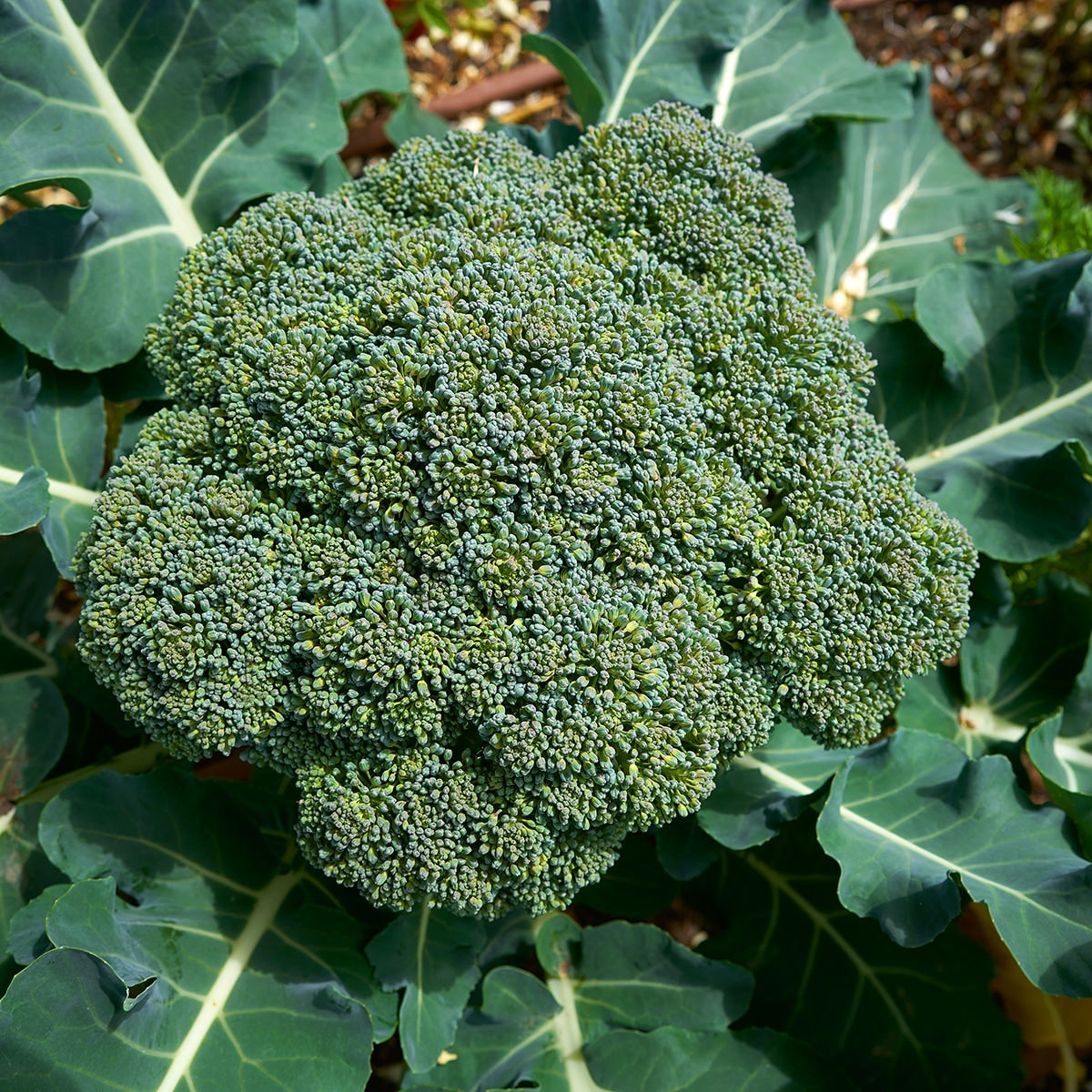 Broccoli Growing 
