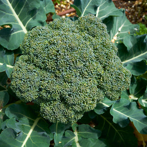 Purely Organic Waltham 29 Broccoli Seeds - USDA Organic, Non-GMO, Open Pollinated, Heirloom, USA Origin, Vegetable Seeds