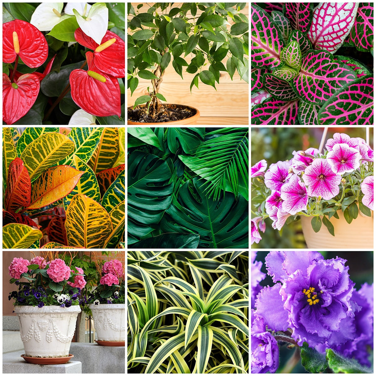 Nine colorful pictures of plants growing 