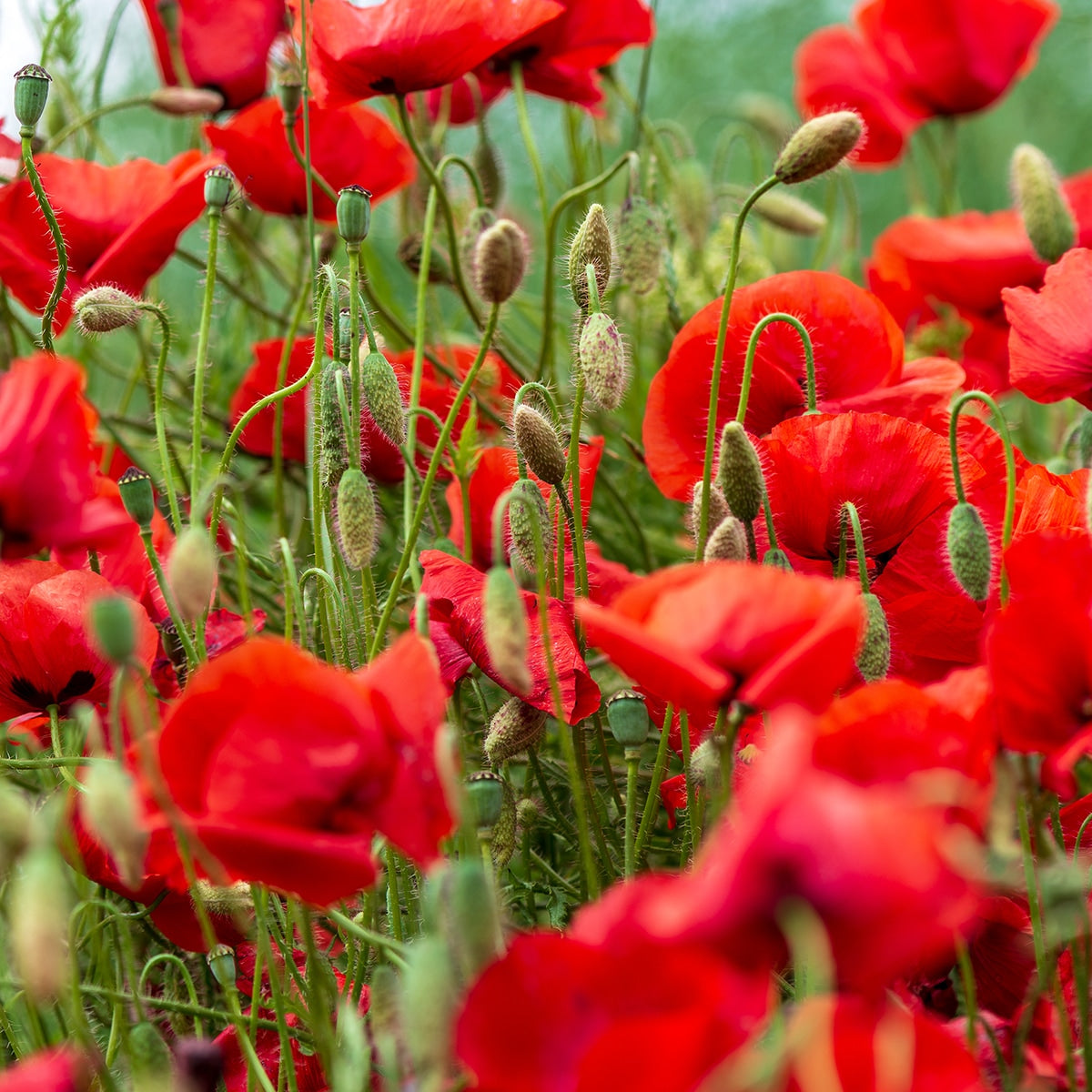 Corn Poppy growing in a field
