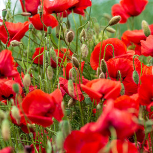 The Old Farmer's Almanac American Legion Corn Poppy Seeds - Premium Non-GMO, Open Pollinated, USA Origin, Flower Seeds